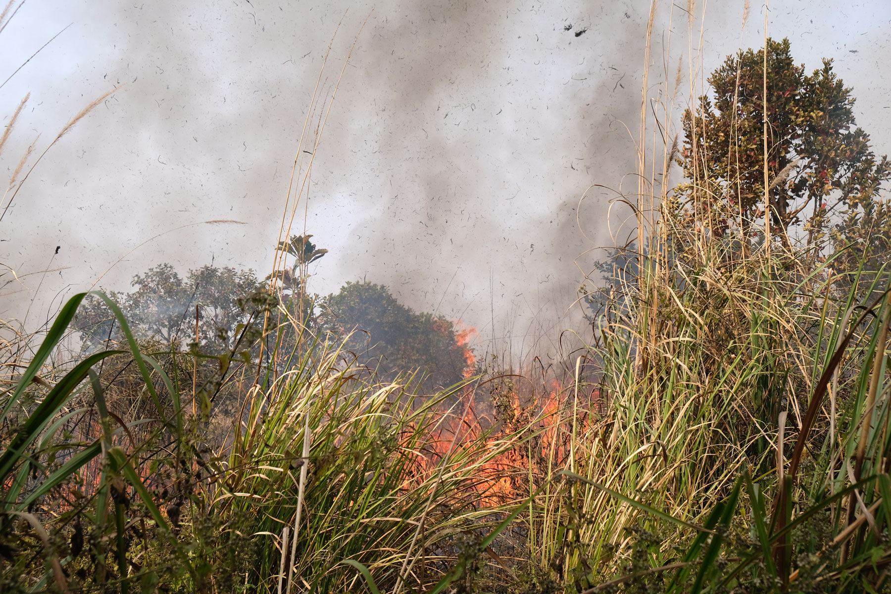 Buschbrand im Chitwan Nationalpark in Nepal.