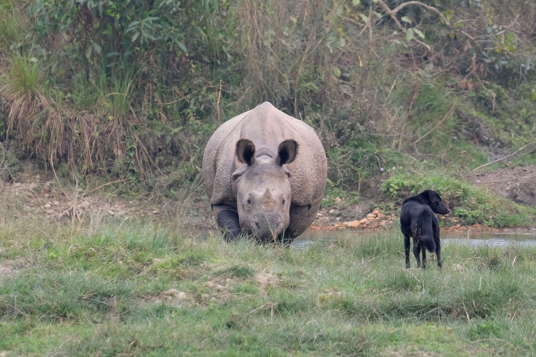 Ein Nashorn und ein Hund stehen sich im Chitwan Nationalpark gegenüber.