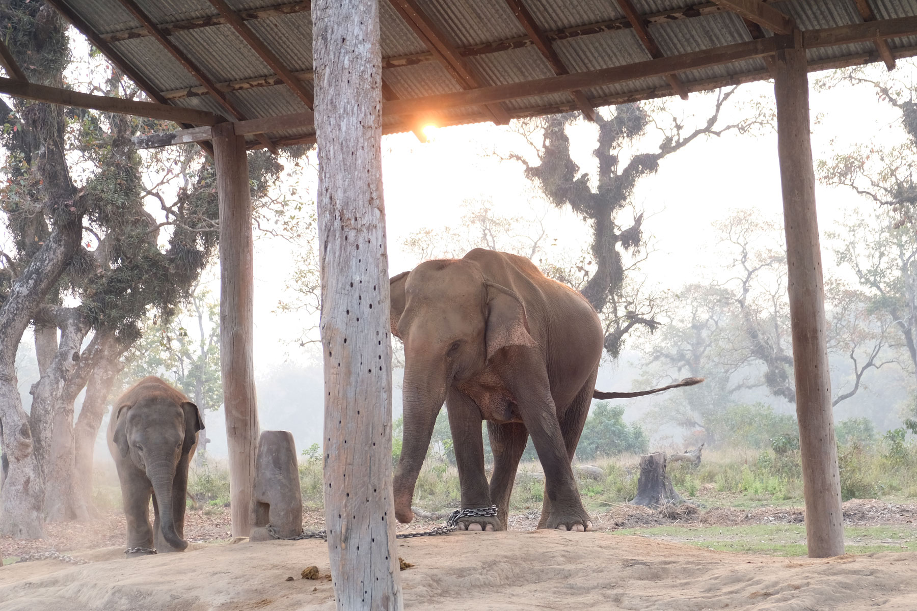 Ein angeketteter Elefant und ein Jungtier im Elephant Breeding Center in Chitwan.