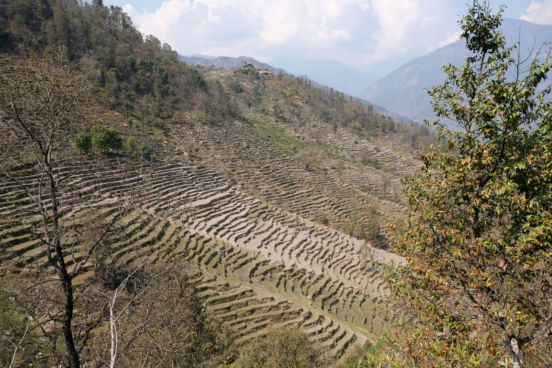 Terrassenförmige Felder auf dem Annapurna Circuit.