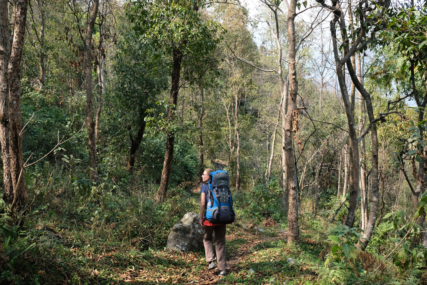 Leo wandert mit großem Rucksack durch einen Wald.