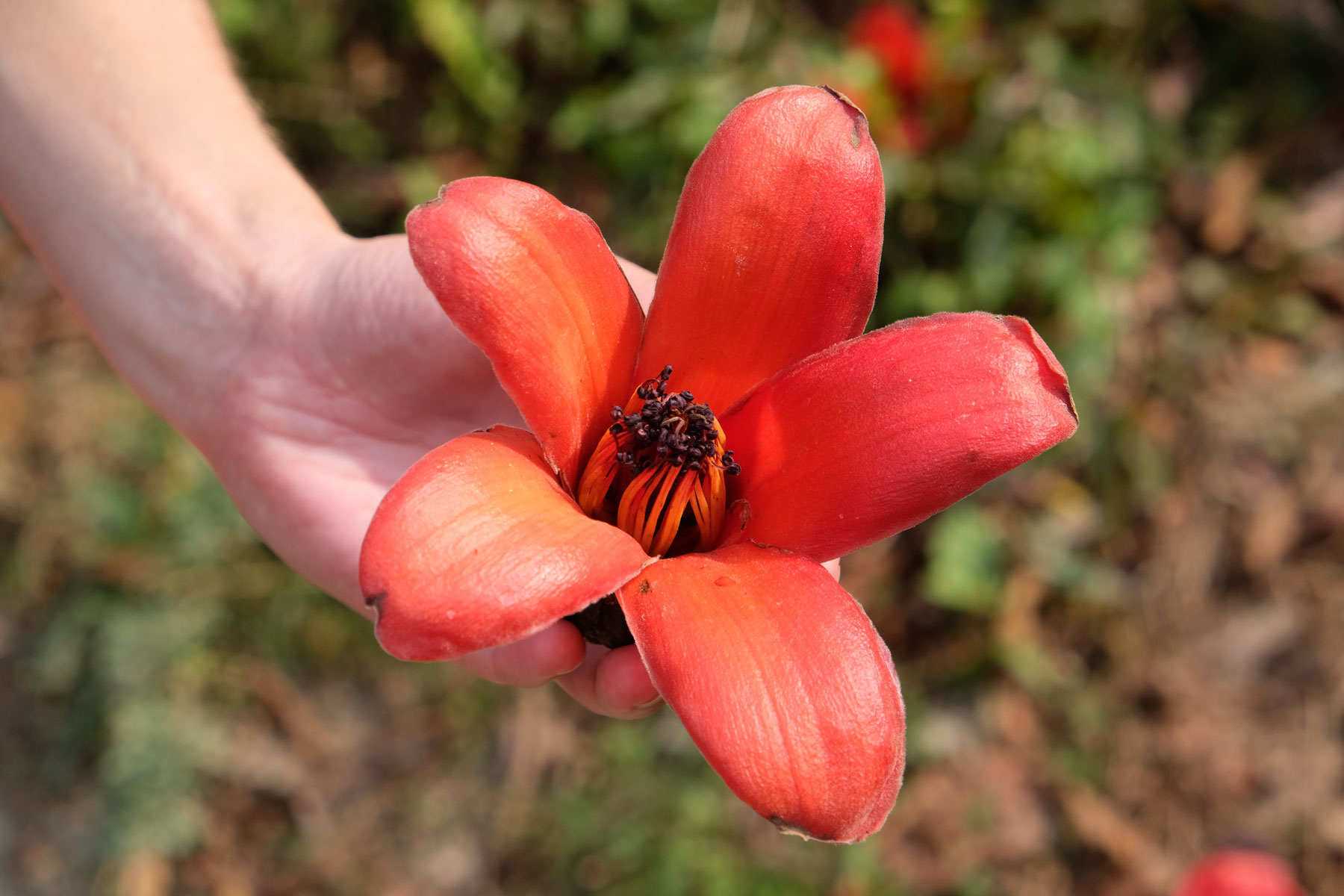 Eine riesige rote Blüte in einer Hand.