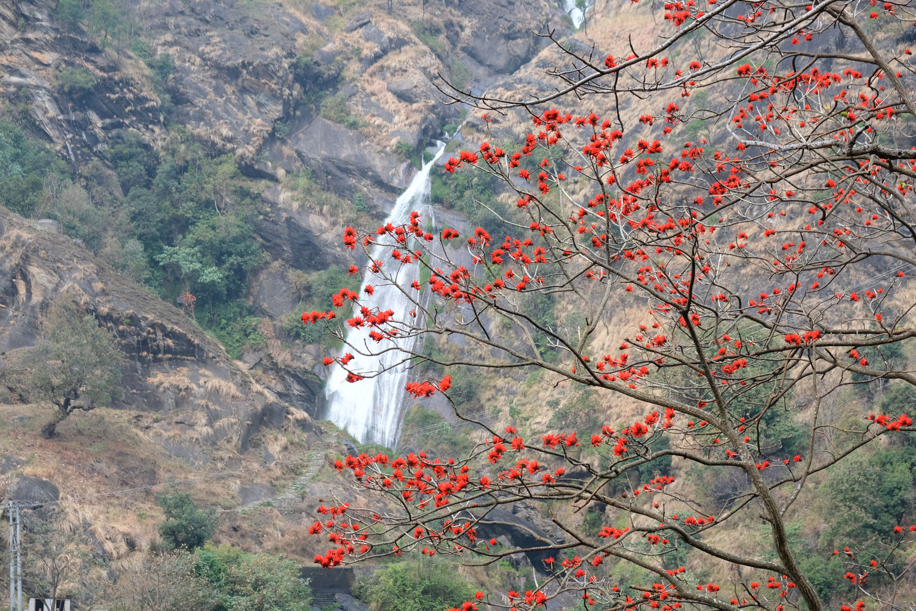 Ein Baum mit roten Blüten vor einem Wasserfall.