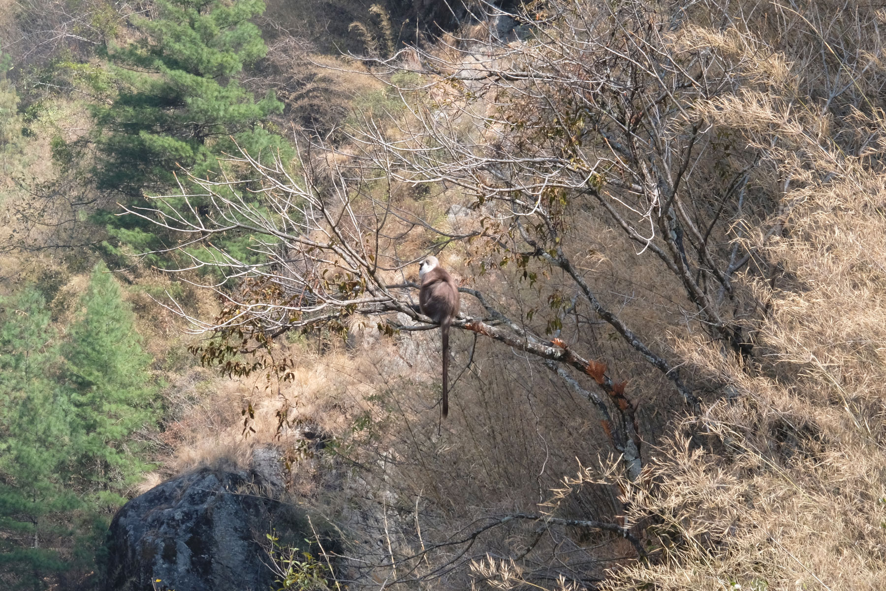 Ein Affe sitzt auf einem Baum.