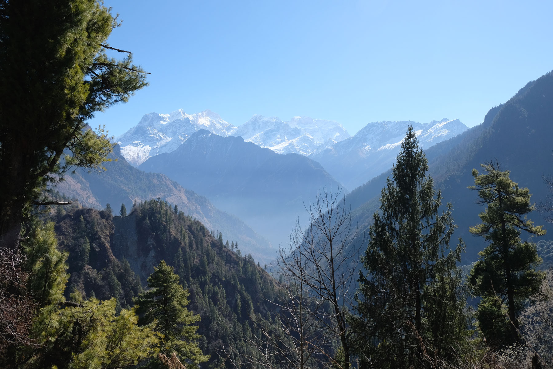 Bäume und schneebedeckte Berge auf dem Annapurna Circuit.