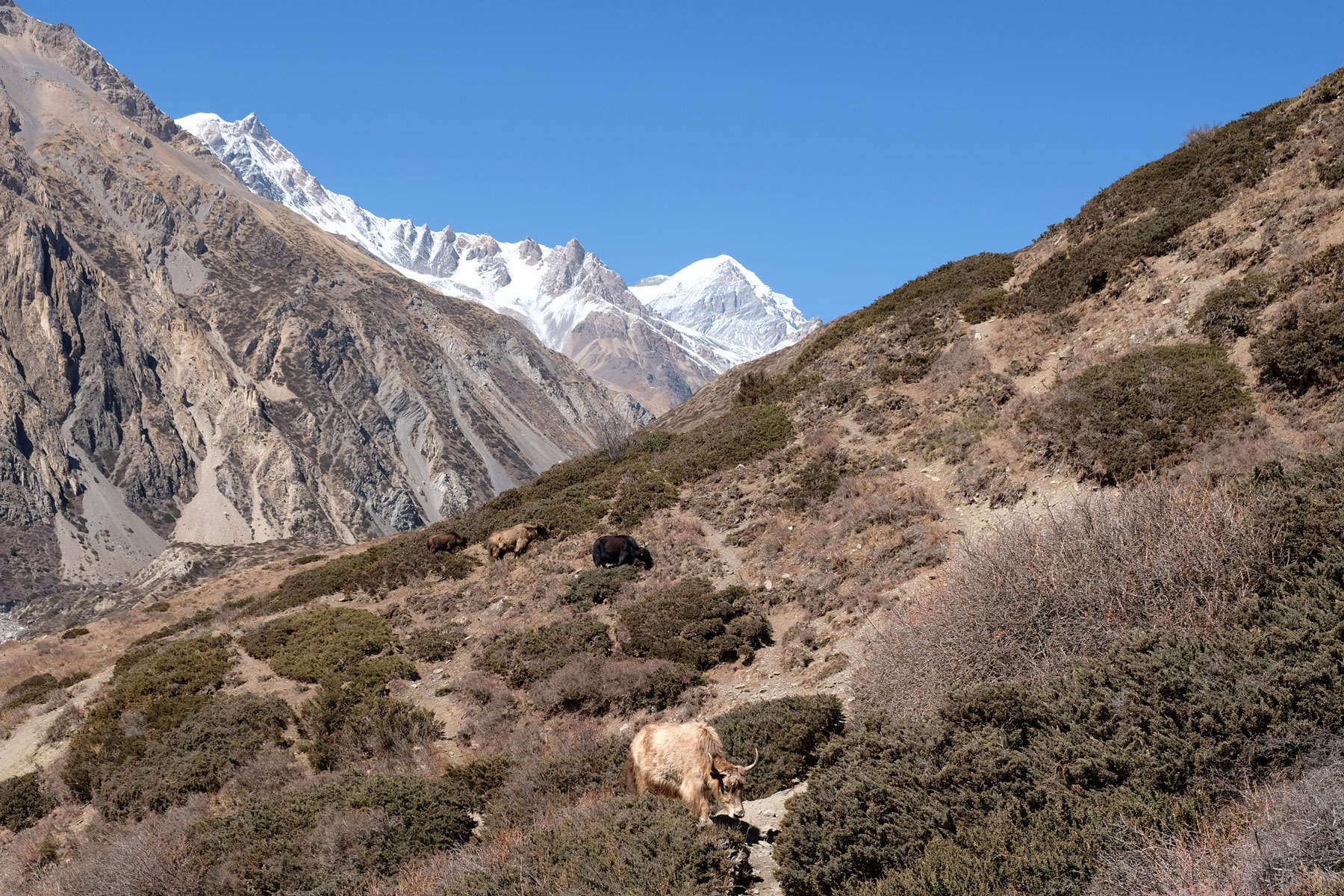 Yaks auf einem Pfad auf dem Annapurna Circuit.