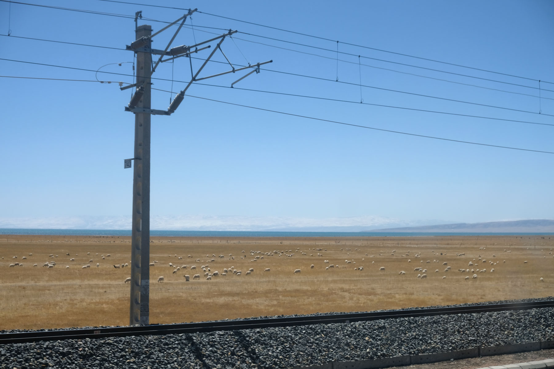 Eine Schafherde in Tibet und Bahngleise vom Zug zwischen Lhasa und Chengdu.