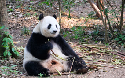Ein Panda in der Chengdu Research Base of Giant Panda Breeding