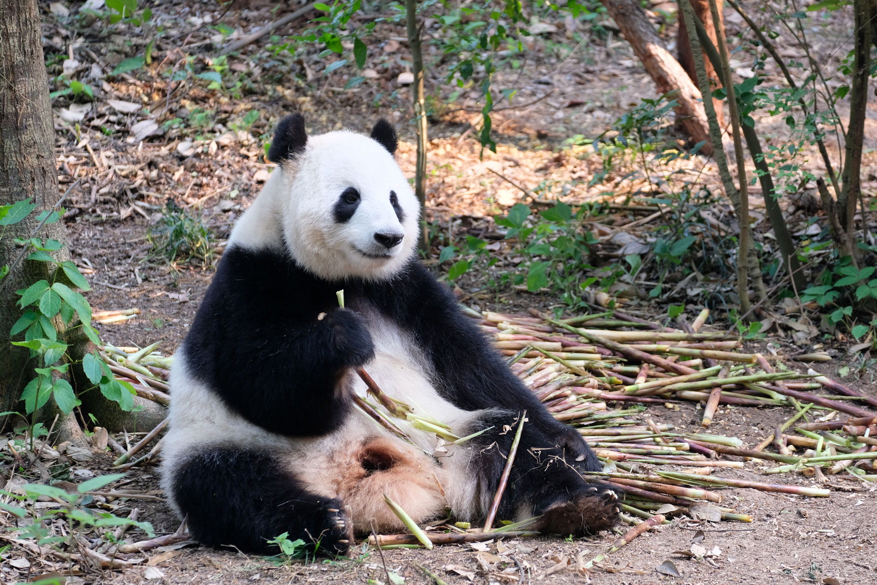 Ein Panda in der Chengdu Research Base of Giant Panda Breeding