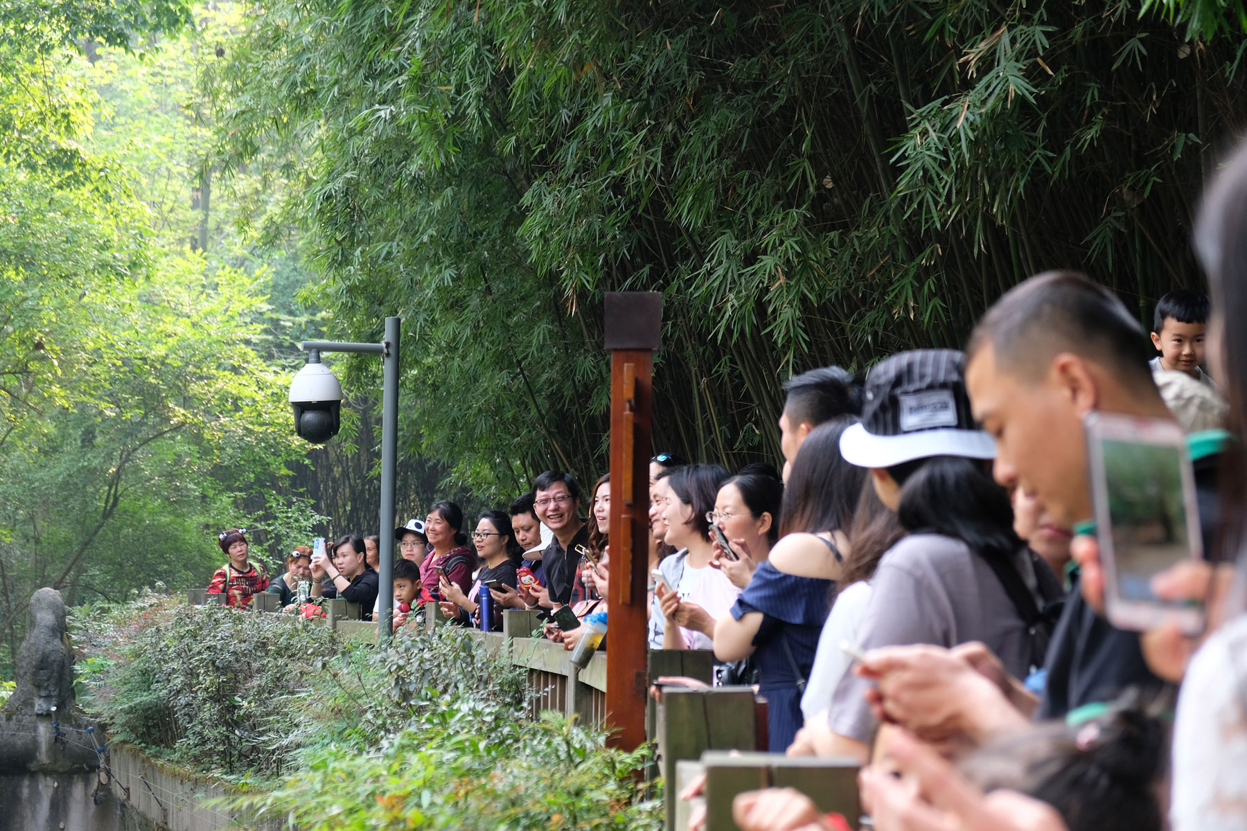 Chinesische Besucher der Aufzuchstation für Pandas in Chengdu. 