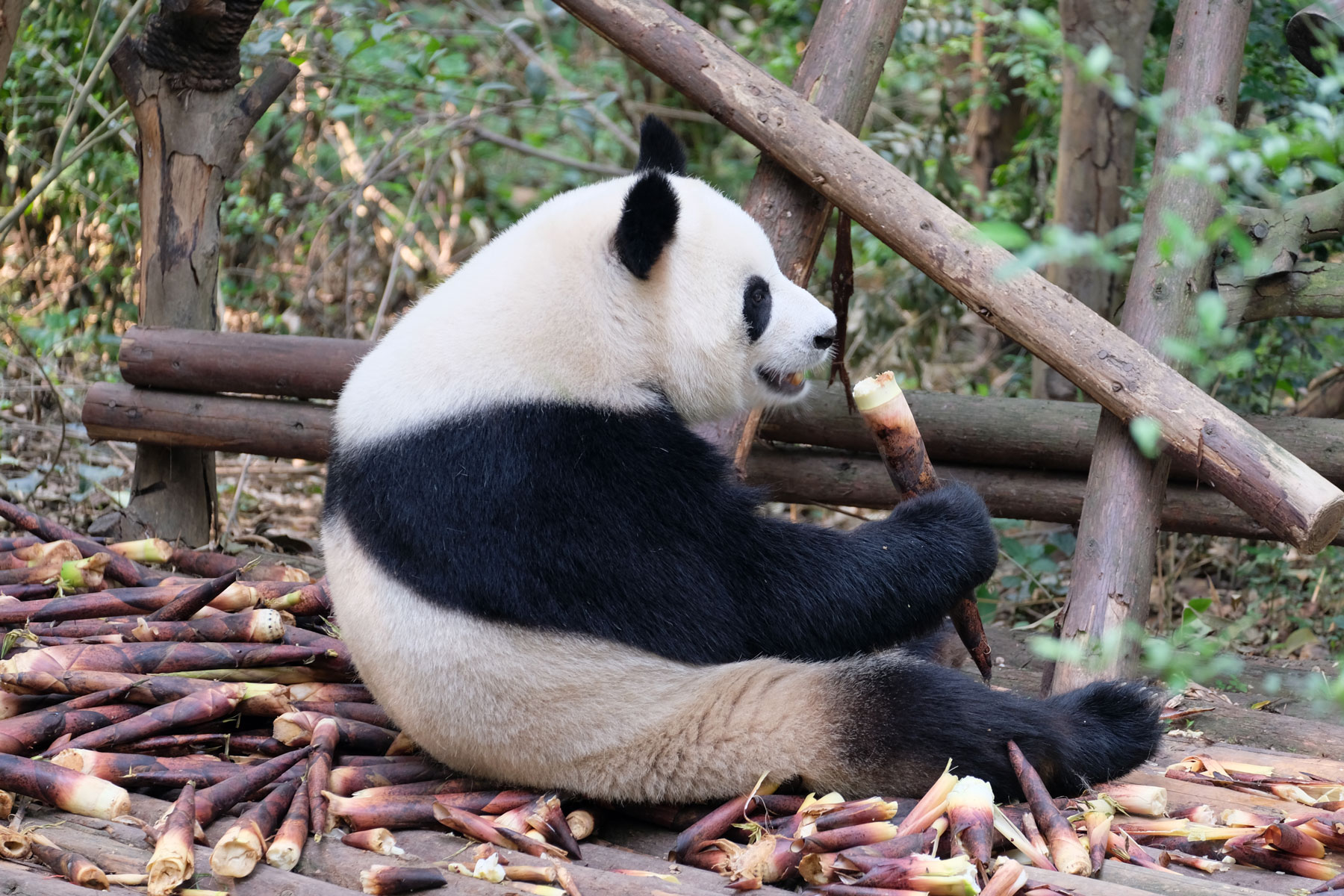 Ein Banda isst Bambus in der Chengdu Research Base of Giant Panda Breeding.