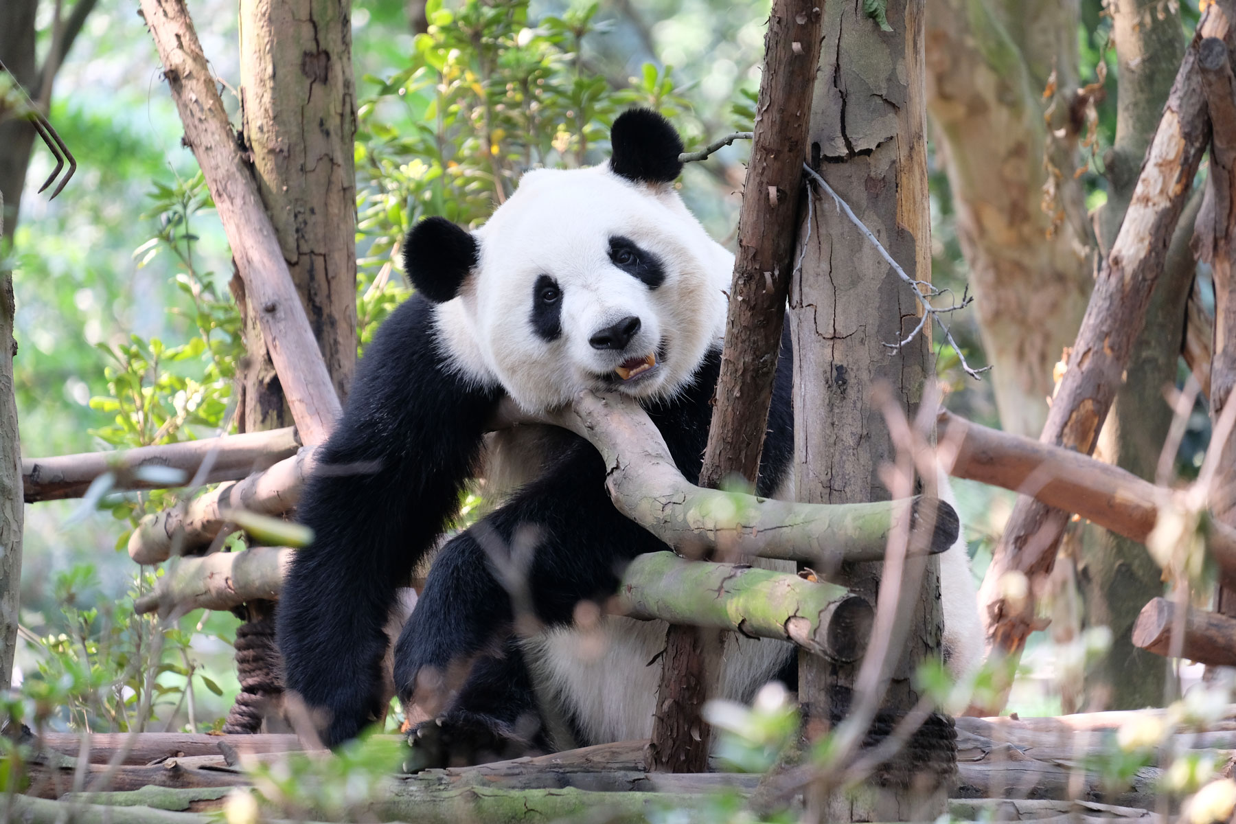 Ein großer Panda hängt träge an einem Holzgerüst.