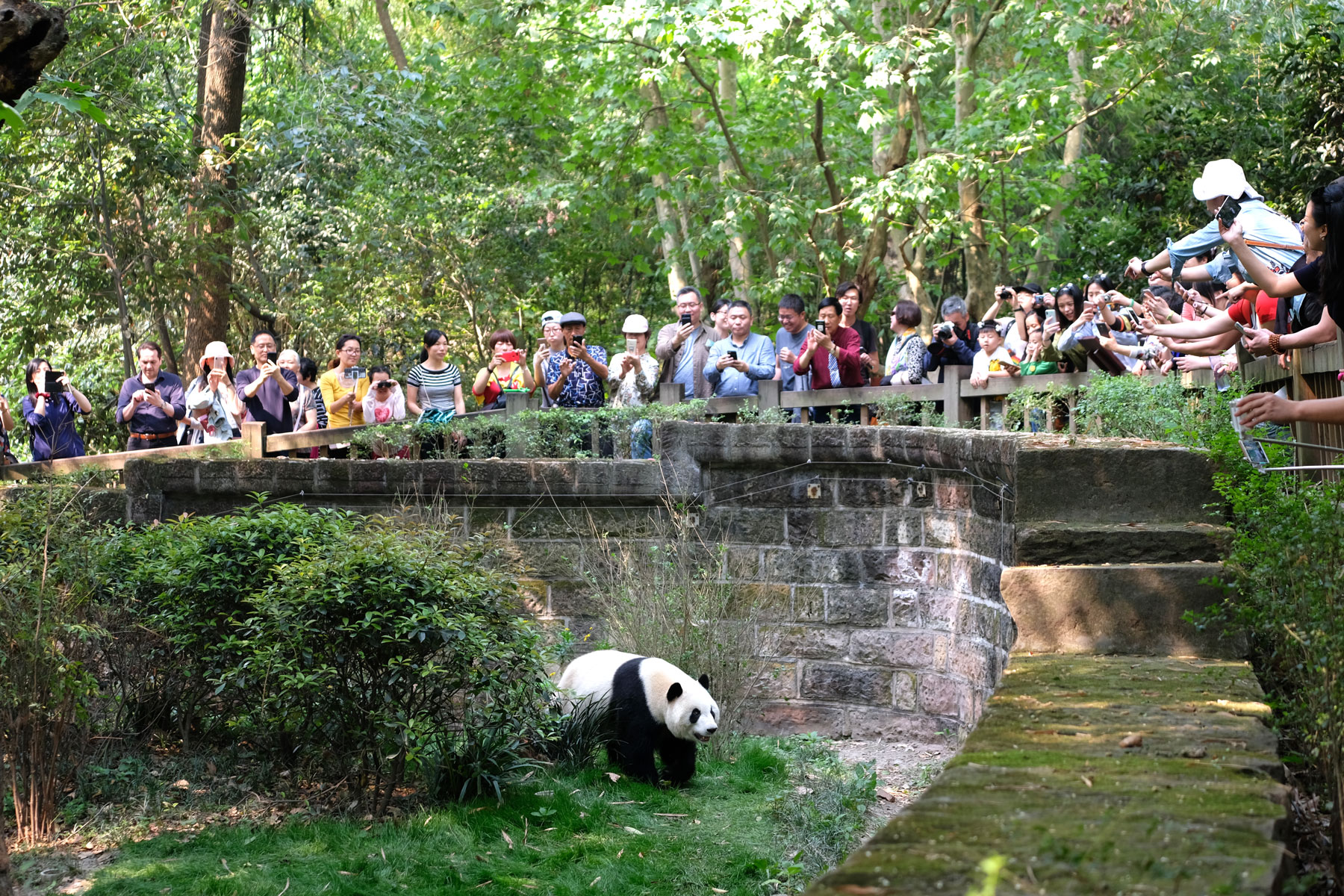 Chinesische Besucher schauen in das Gehege eines großen Pandas in der Aufzuchstation in Chengdu.