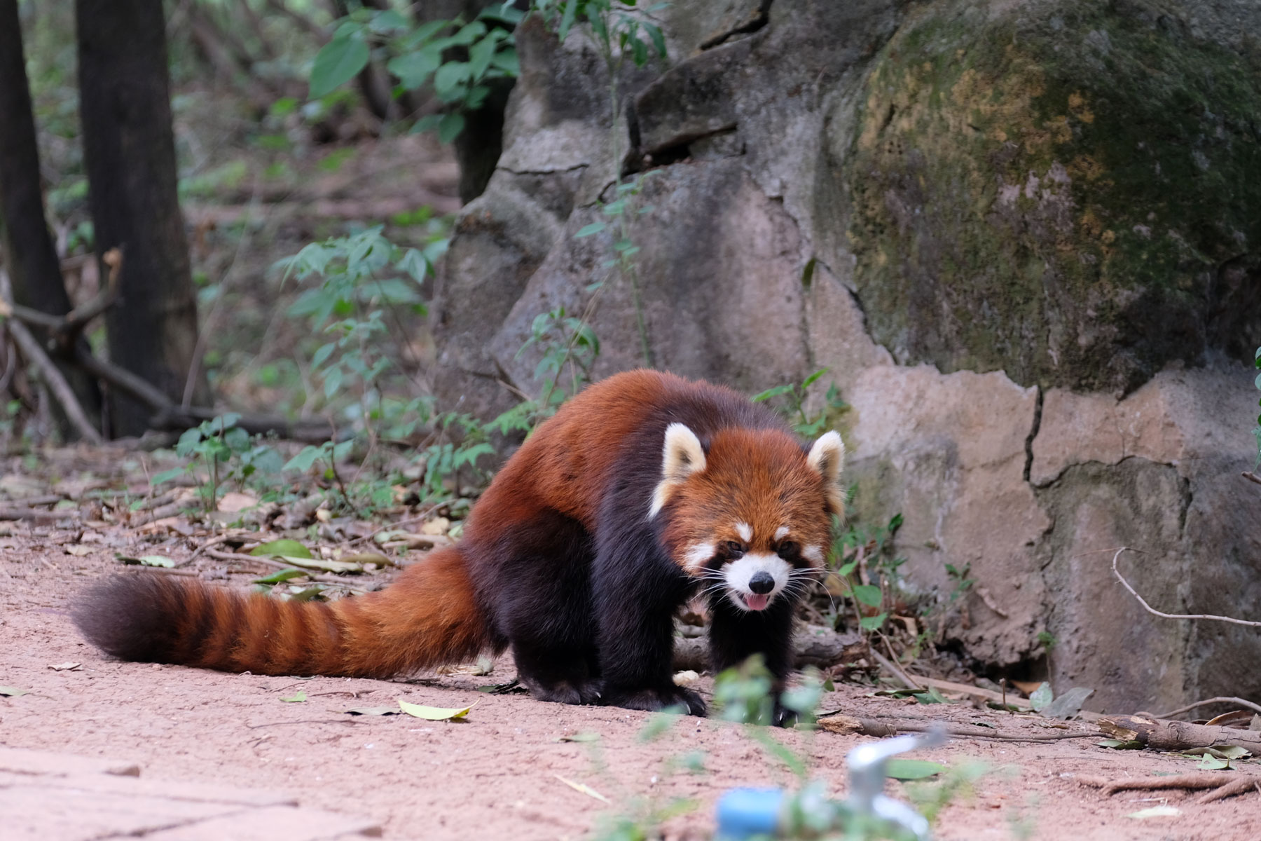 Ein roter Panda in der Aufzuchstation in Chengdu.