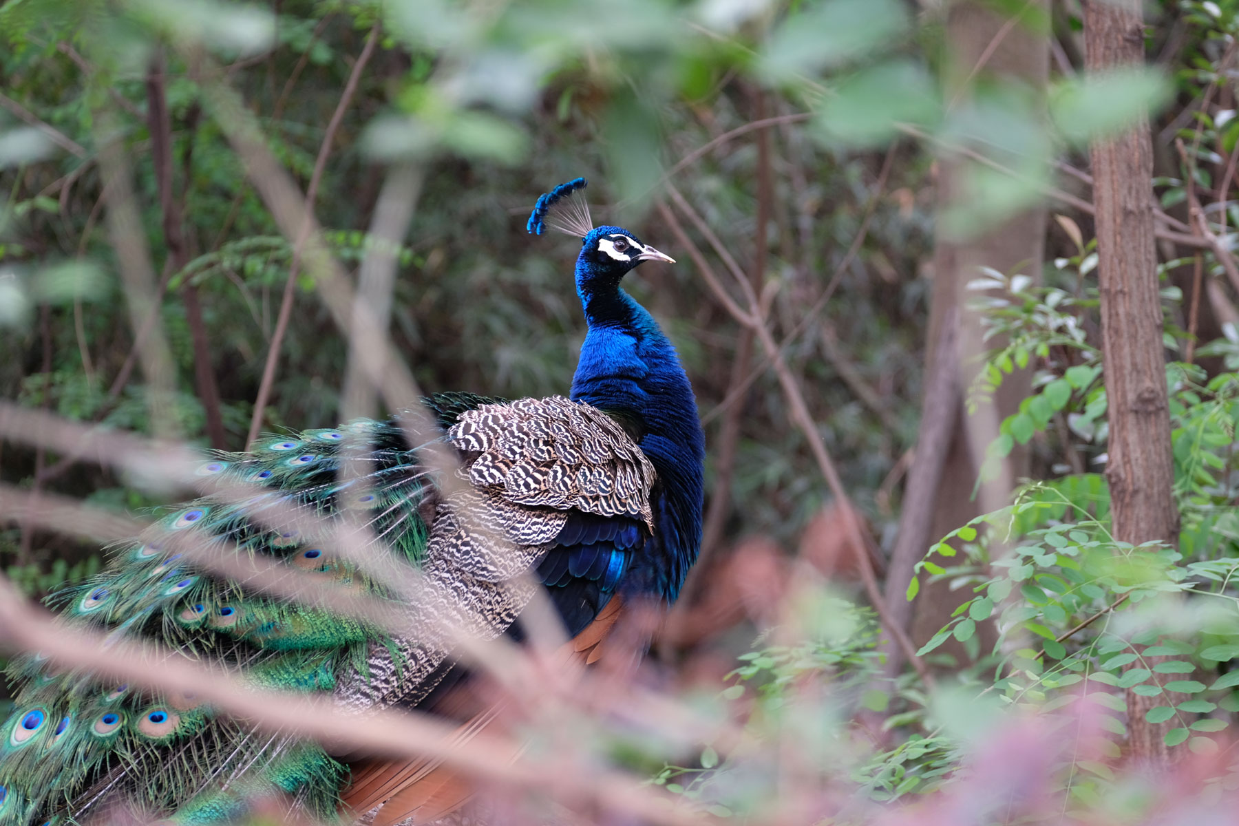 Ein Pfau in der Chengdu Research Base of Giant Panda Breeding.