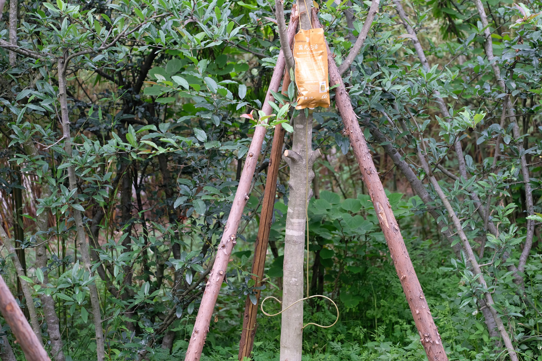 Ein Baum, an dem eine Infusionsflasche befestigt ist.