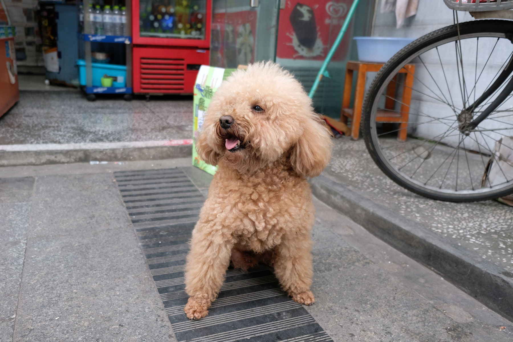 Ein Pudel in Chengdu.