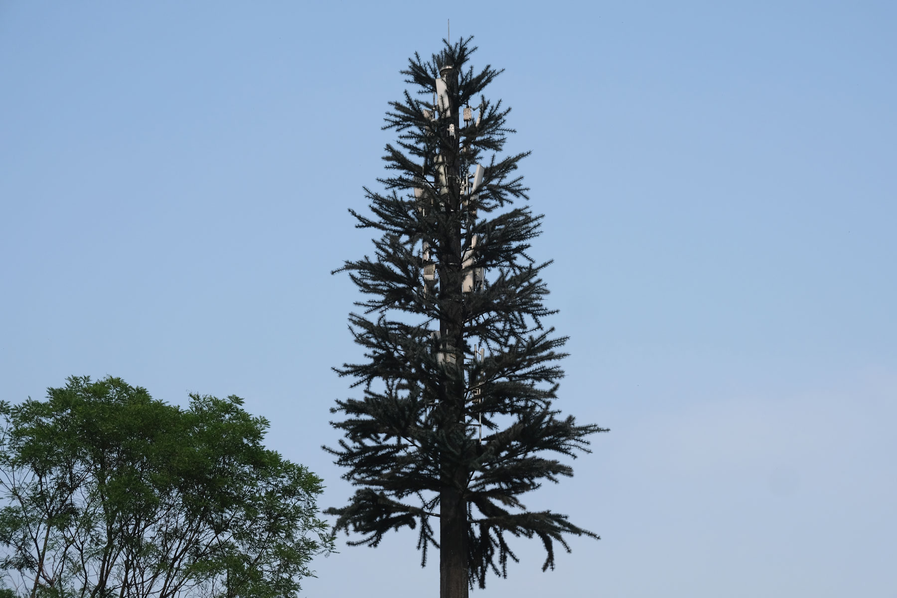 Ein Mobilfunkmast, der als Tannenbaum getarnt wurde.