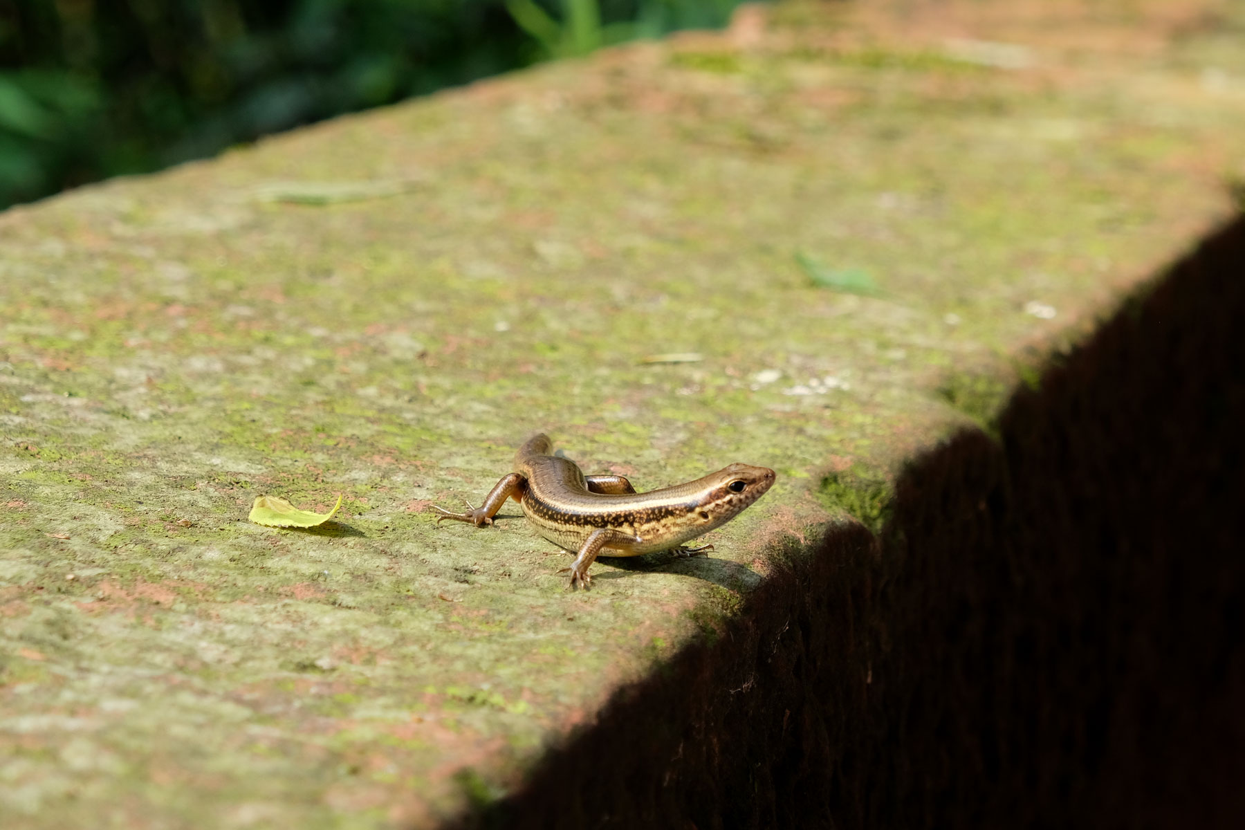 Ein Reptil sitzt auf einer Mauer im Bambusmeer in Shunan Zhuhai Nationalpark.