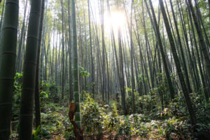Bambuswald im Shunan Zhuhai Nationalpark