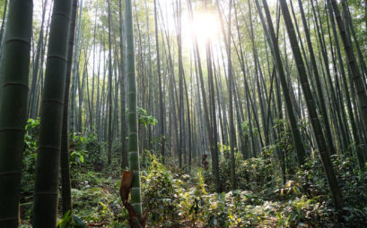 Bambuswald im Shunan Zhuhai Nationalpark