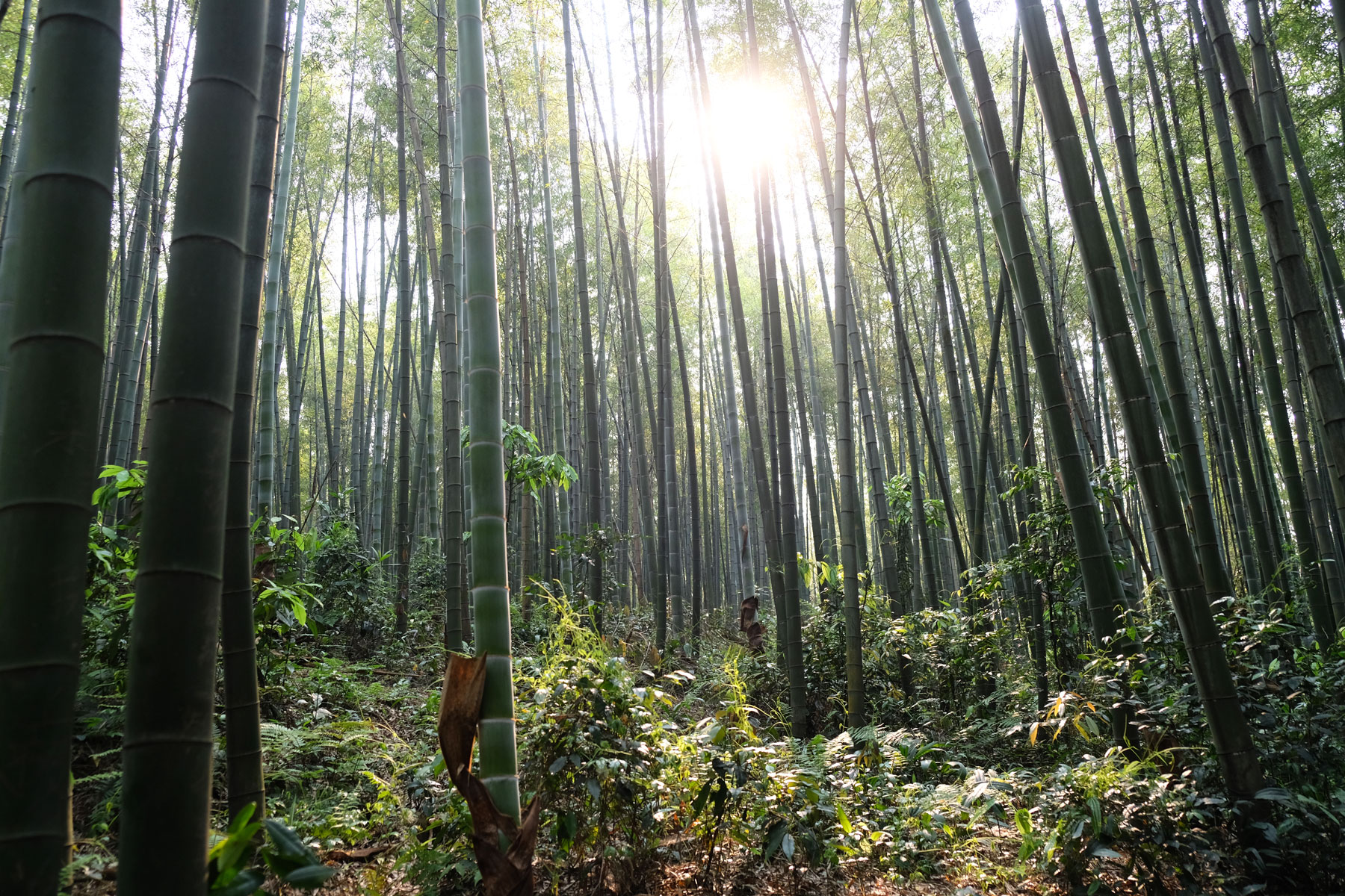 Bambuswald im Shunan Zhuhai Nationalpark in China.