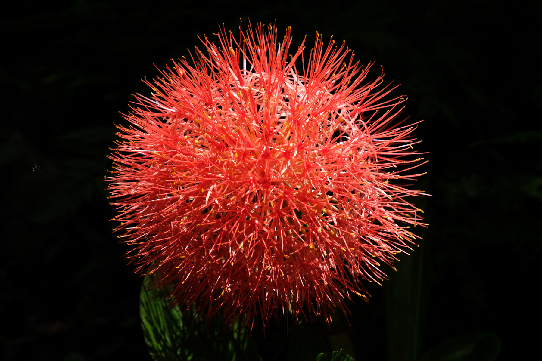 Eine rote, stachelige Blume.