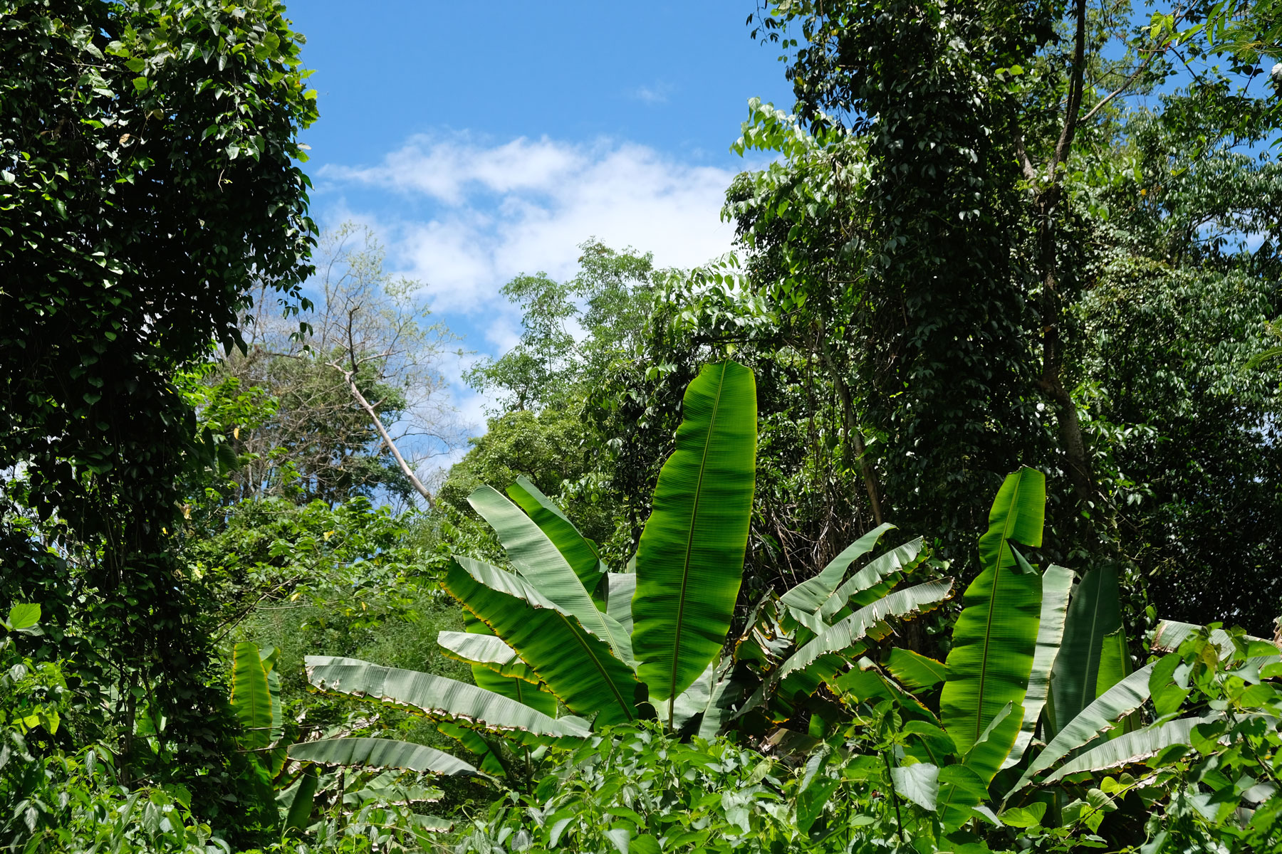 Bäume und Palmen im thailändischen Dschungel.