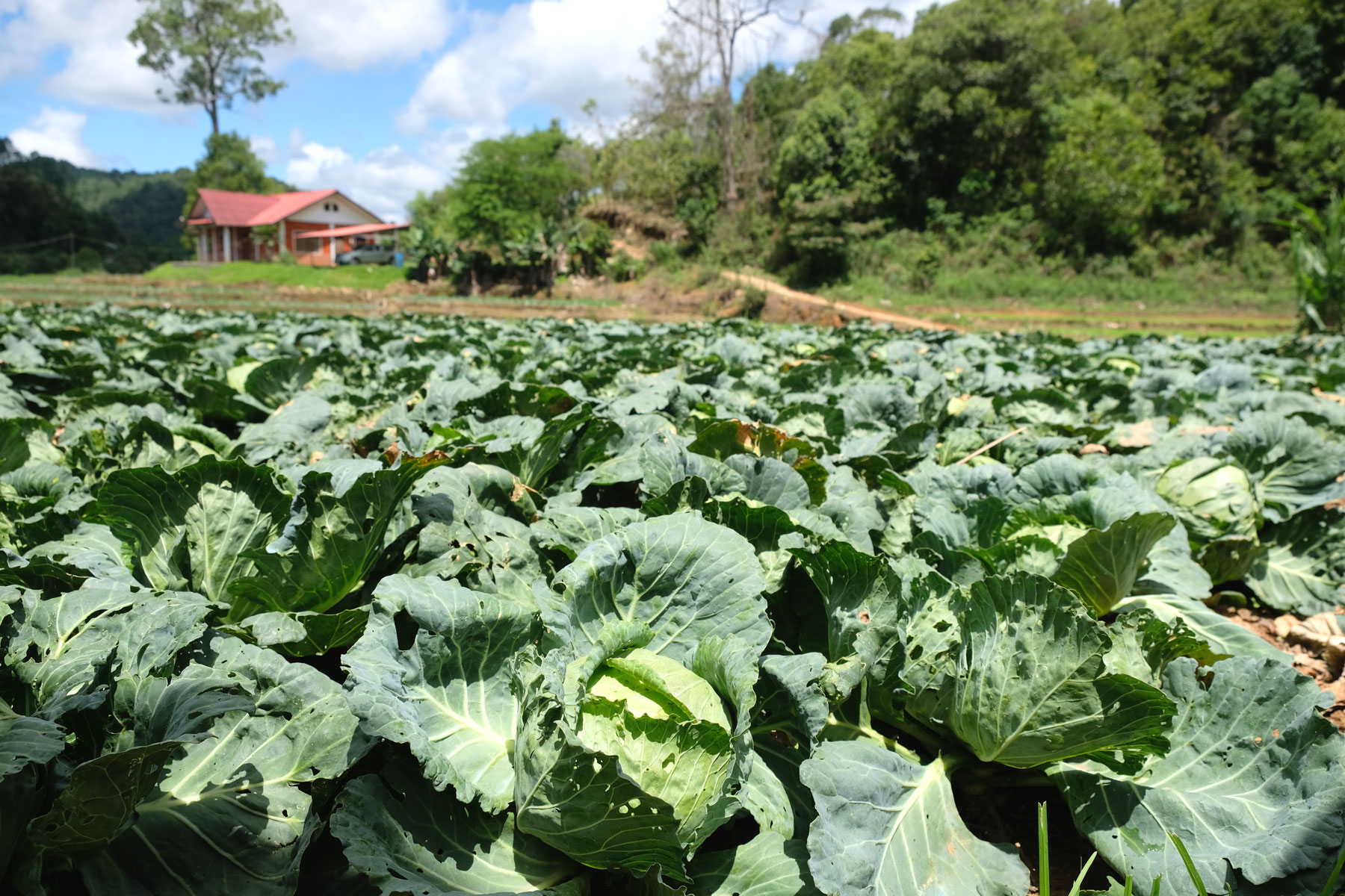 Ein Feld voller Kohl im Nordosten Thailands.