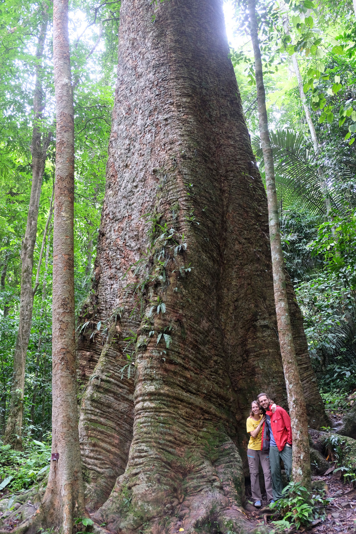 Leo und Sebastian stehen vor dem Stamm eines riesigen Krabach-Baums in Thailand.
