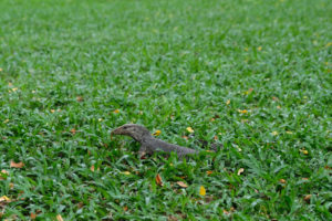 Ein kleiner Leguan im Gras