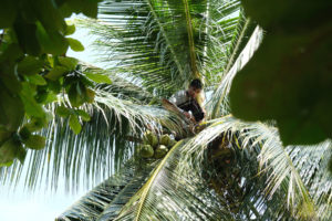 Ein Mann sitzt hoch oben auf einer Palme und erntet Kokosnüsse