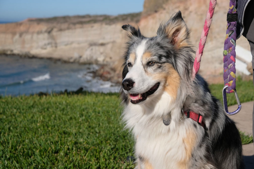 Ein Australian Shepherd geht beim House Sitting an der Leine.