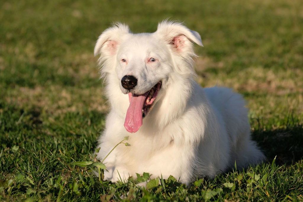 Ein weißer Australian Shepherd liegt beim House Sitting auf einer Wiese.