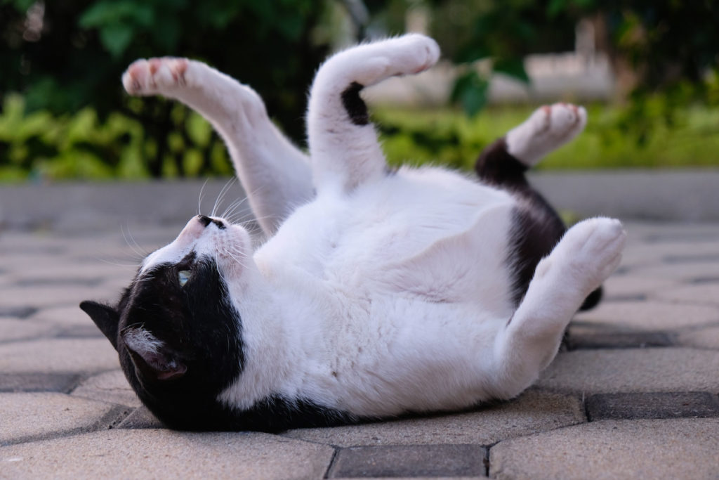 Kater Black & White rollt sich auf dem Rücken über den Steinboden.