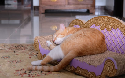 Kater Foxy liegt in Bangkok auf einem Katzensofa und schläft.