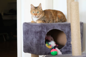 Eine Katze sitzt beim House Sitting auf einer Katzenhöhle.