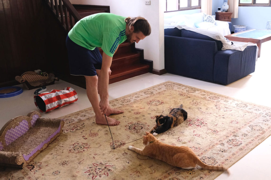 Sebastian spielt mit zwei Katzen beim House Sitting.