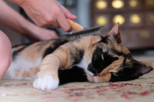 Katze Rainbow liegt in Bangkok auf dem Teppich und lässt sich bürsten.