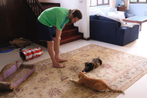 Sebastian spielt während unseres house sits in Bangkok mit den Katzen Foxy und Rainbow im Wohnzimmer.