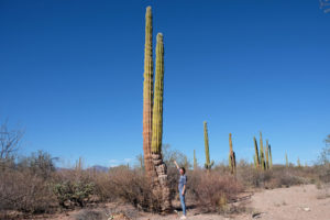 Leo steht vor einem riesigen Kaktus auf der Baja California, Mexiko.
