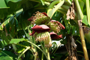 Bananen wachsen unter der Blüte.