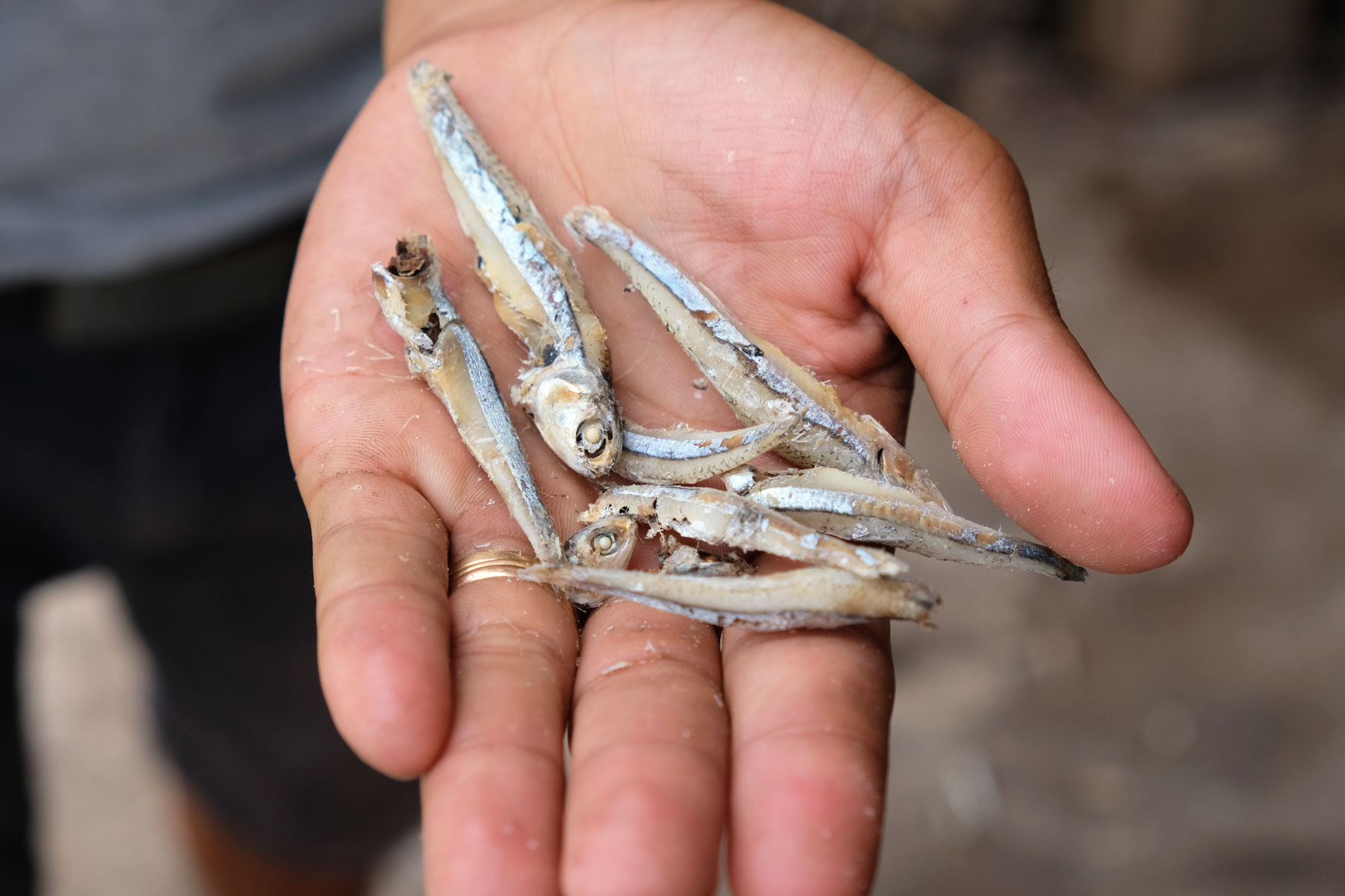 Kleine getrocknete Fische liegen auf einer Handfläche.