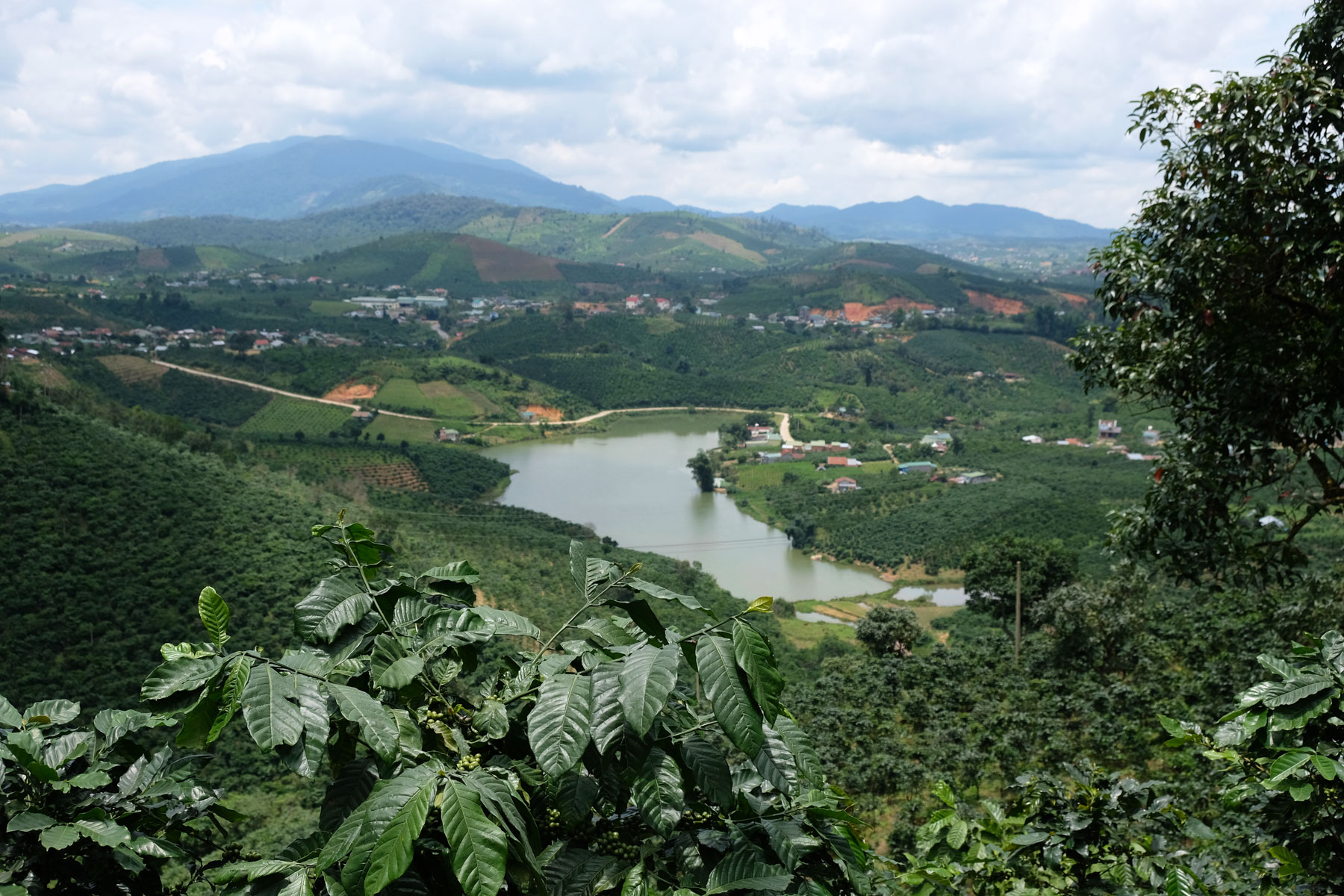 Vorne im Bild ist eine Kaffeeplanze zu sehen, dahinter ein See im Hochland Vietnams nahe der Stadt Dalat.