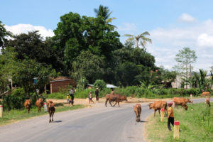 Kühe laufen über eine Straße im ländlichen Vietnam.