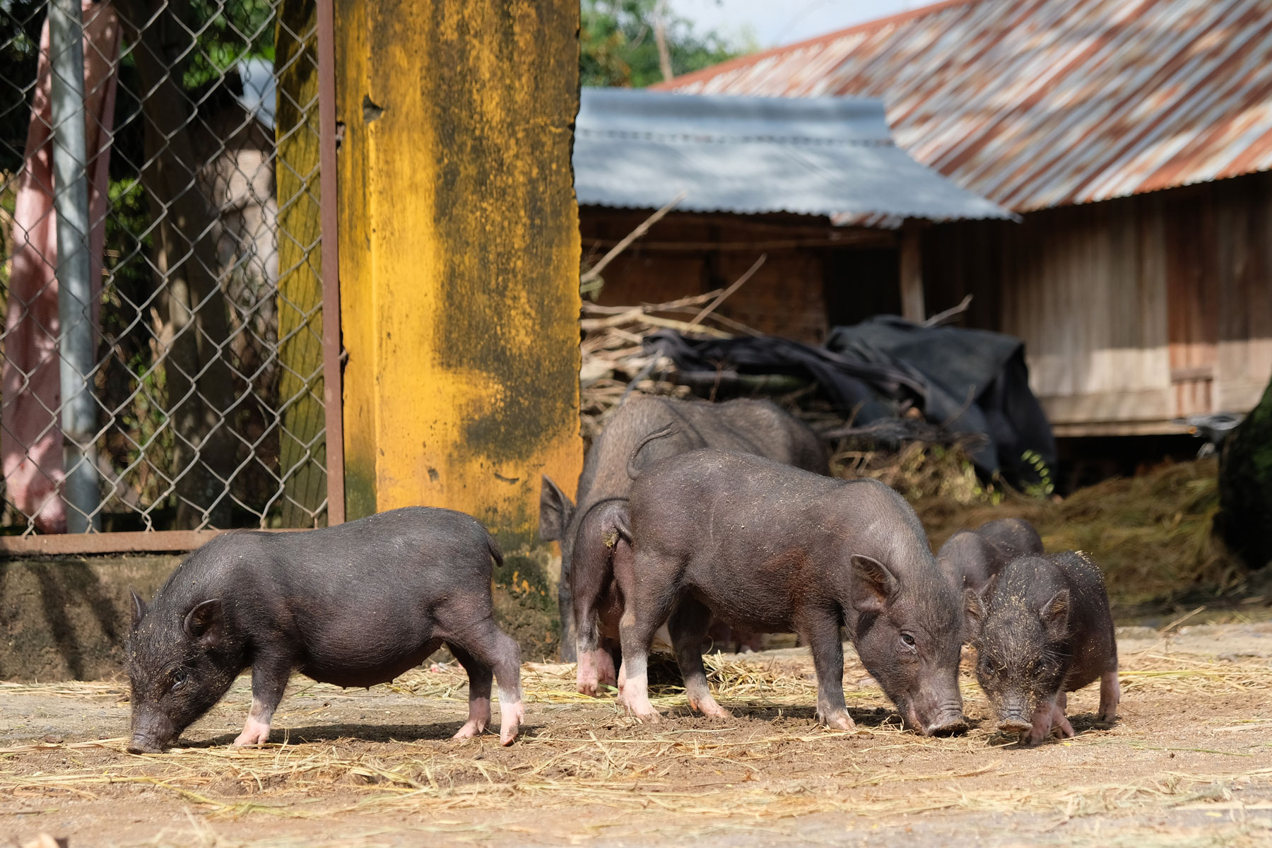 Kleine Hängebauchschweine in Vietnam.