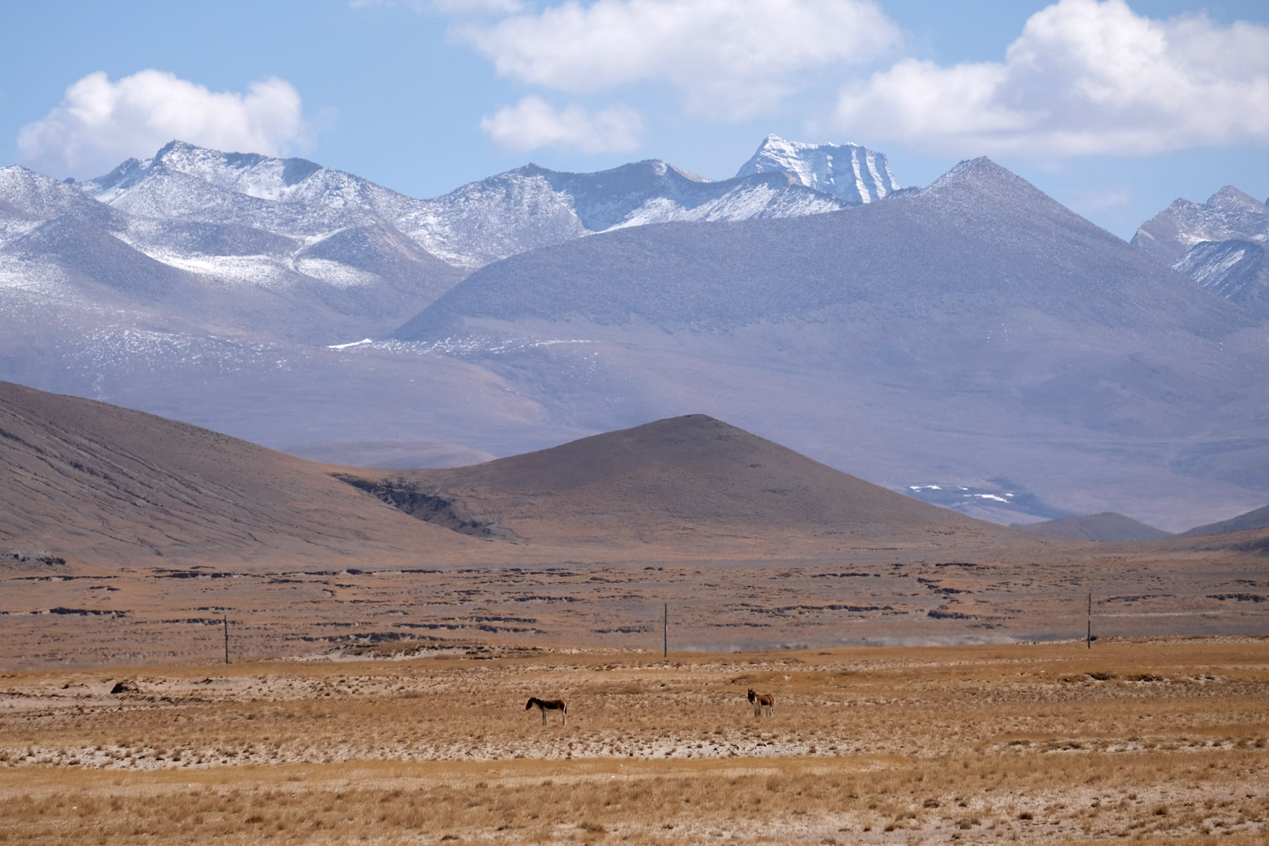 Zwei Tibet-Wildesel grasen vor den Bergen des tibetischen Plateaus.