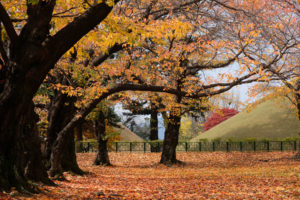 Herbstliche Bäume stehen im UNESCO Welterbe Daerungwon in Südkorea.