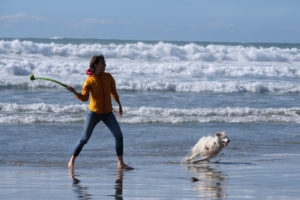 Leo spielt beim House Sitting mit einem Hund am Strand.