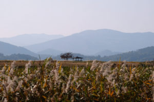 Ein Haus steht inmitten des Suncheon Wetland Reserves in Südkorea.